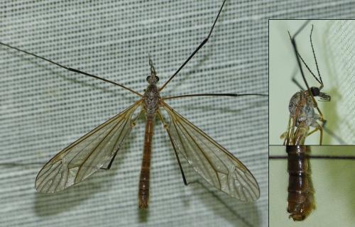 Réf. 199 303 : Tipula pagana